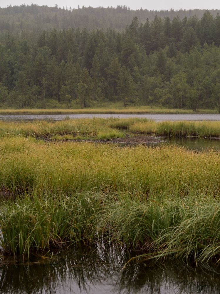 Летнее утро