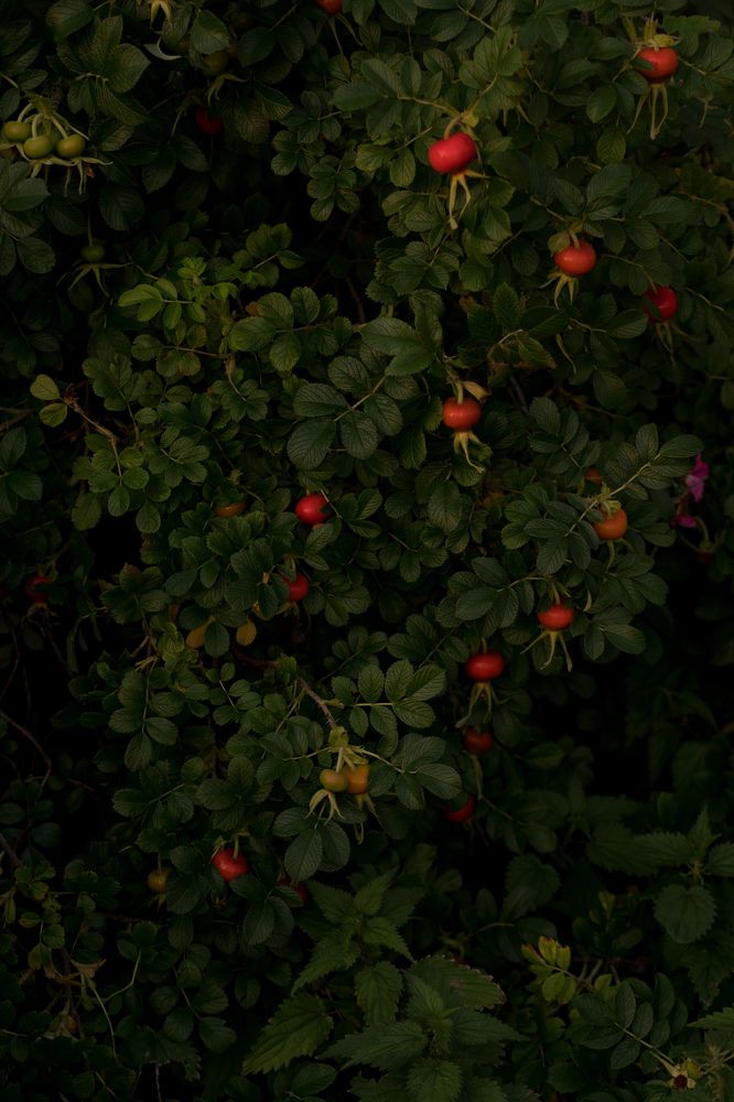 Шиповник зреет