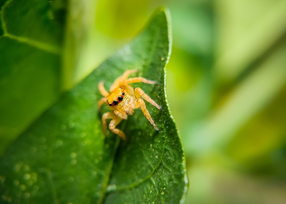 Photograph by Jai Shankar Chirivella