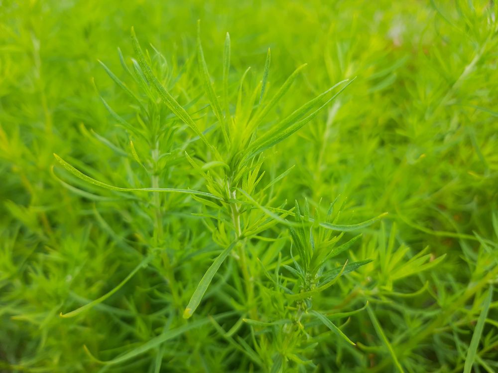 Фотография автора Светлана Дунаева