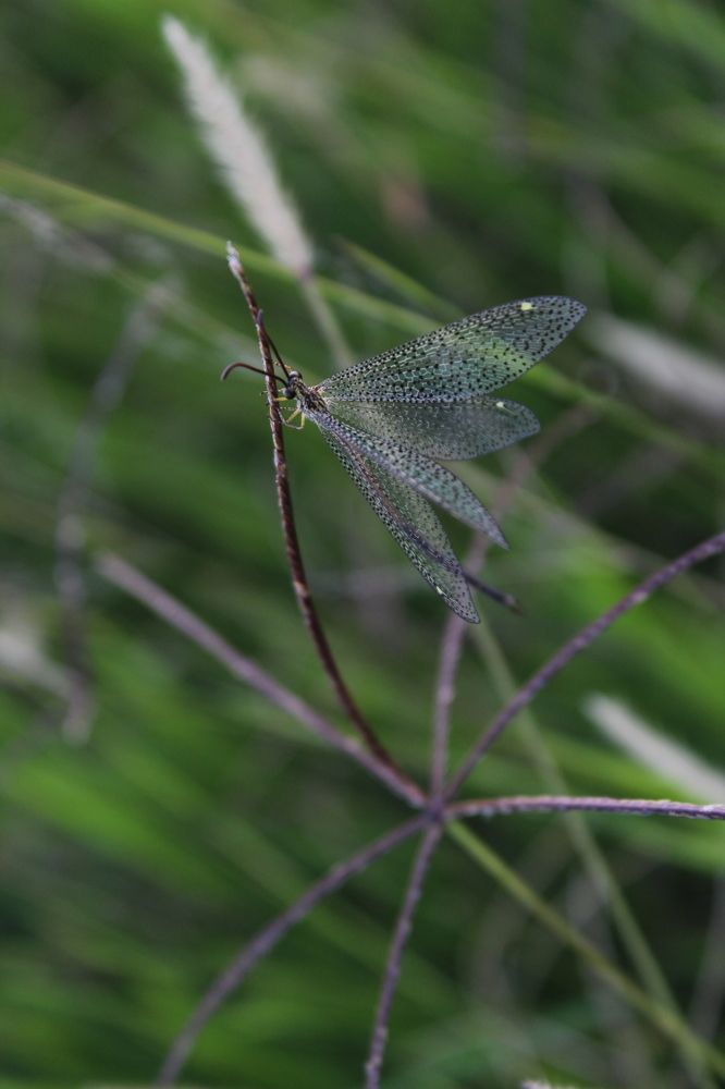Photograph by Andrea Alcalá