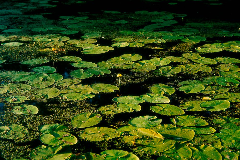 Photograph by Нелли Дзюба