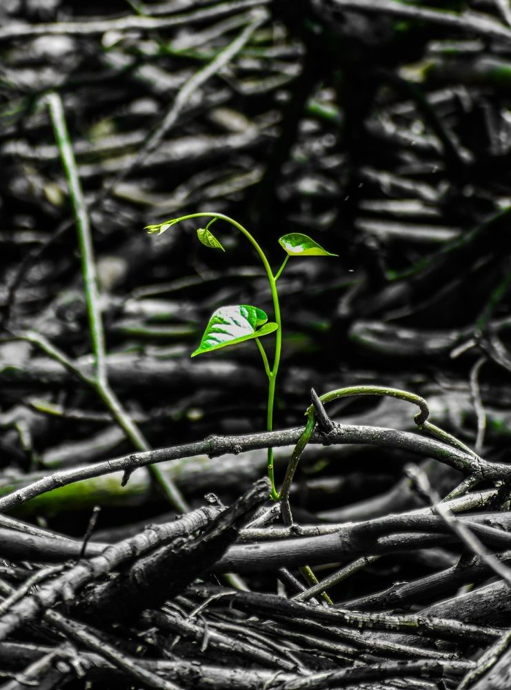 Photograph by AJAY KUMAR