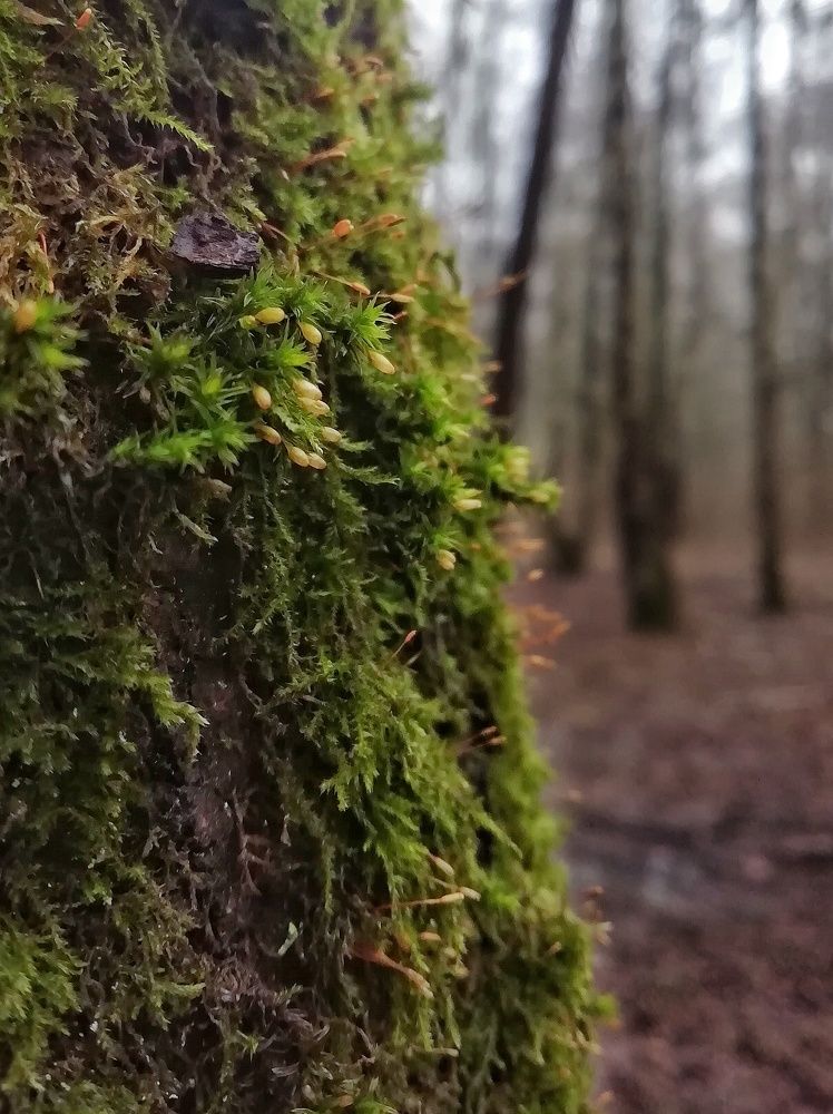 Photograph by Екатерина Чижевская