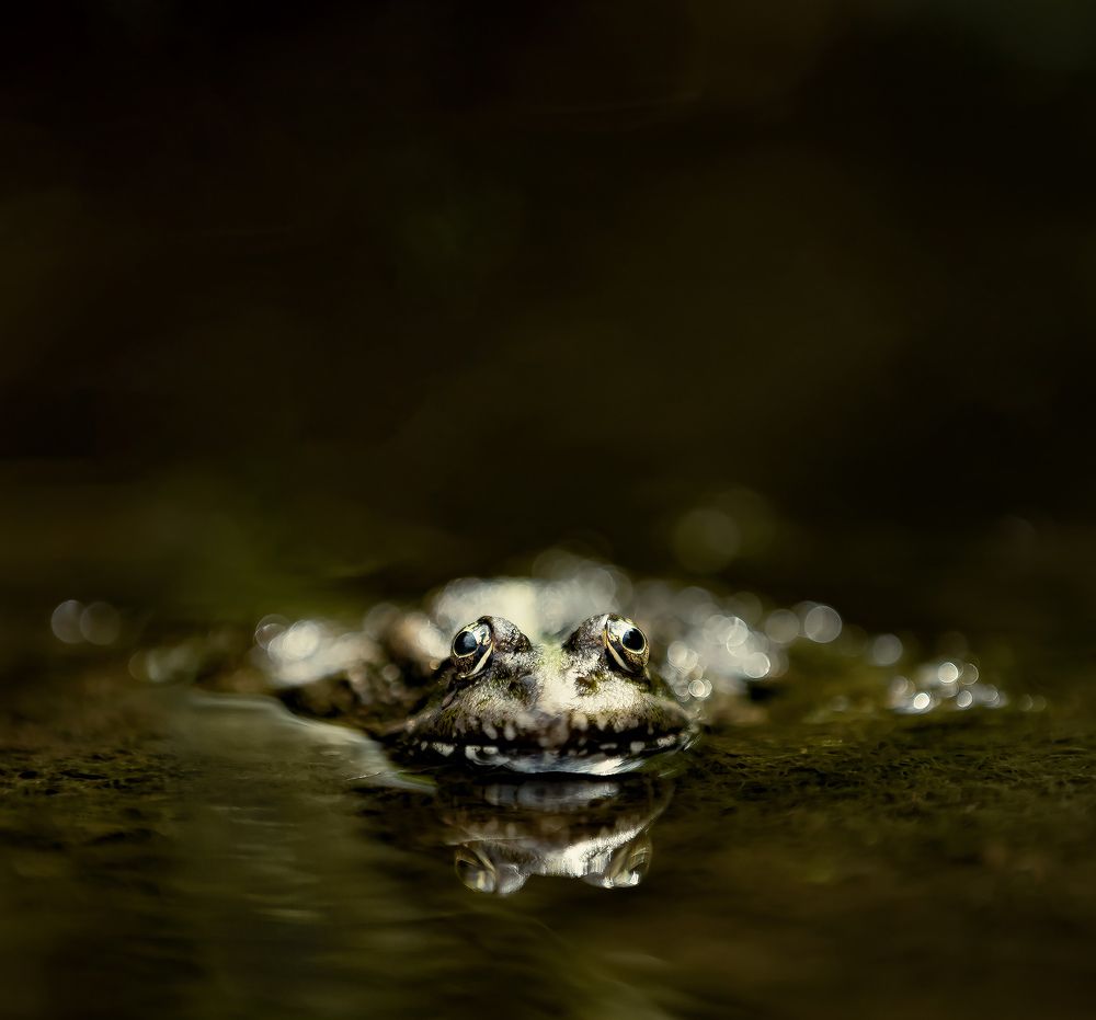 Photograph by Ольга Мазлова