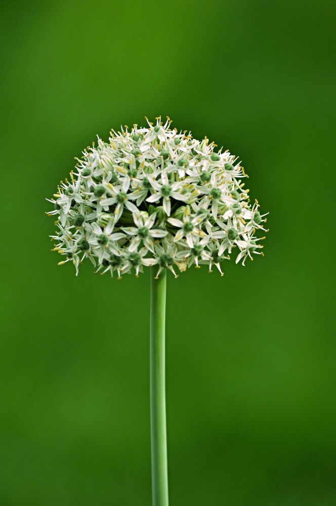 Photograph by Stoyan Baev