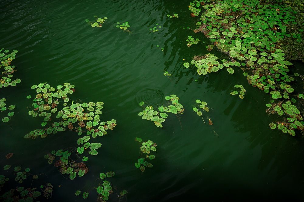 Photograph by Алексей Трифонов