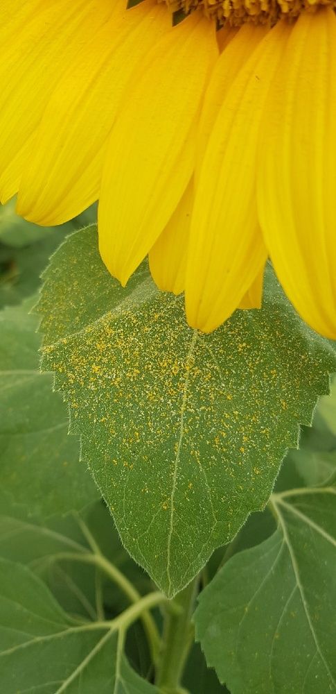Фотография автора Ольга Мусина