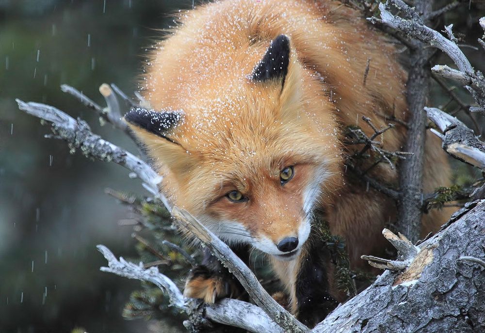 Photograph by Валерий Платонов