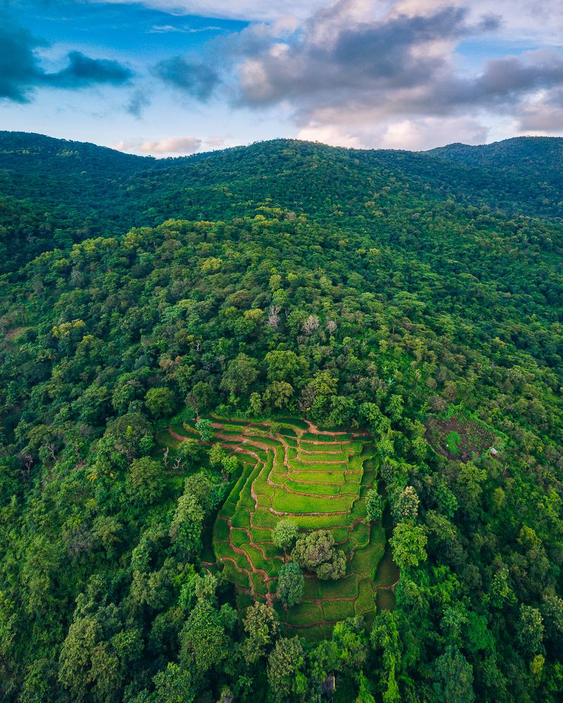 Rice Terraces