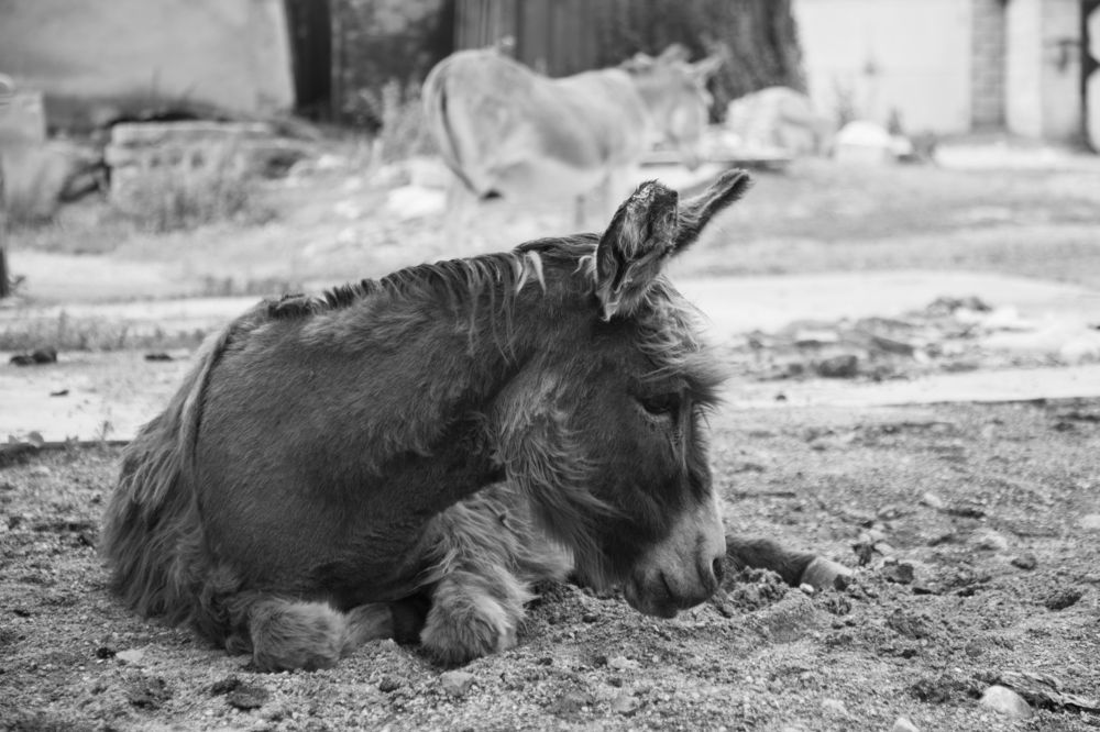 Photograph by Nadezhda Bakina