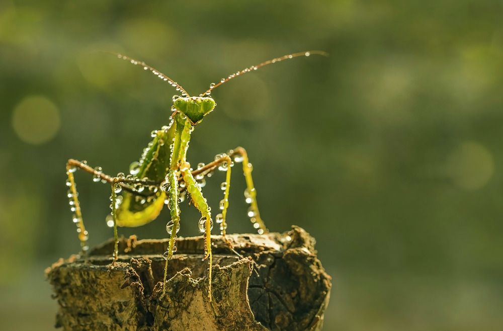 Photograph by Виктория Солодар