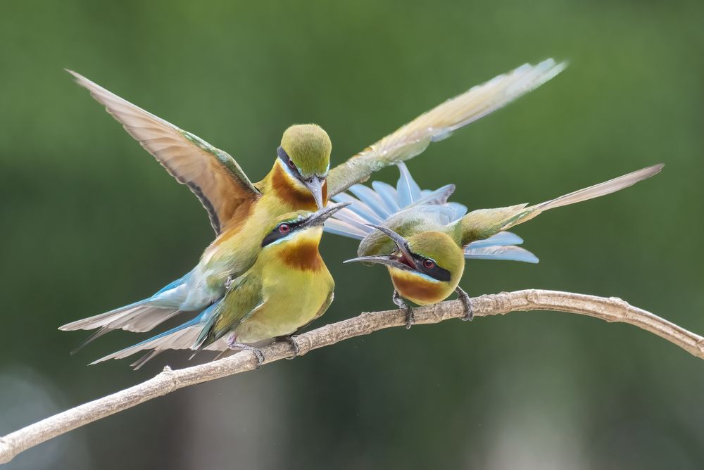 Blue-tailed bee eater