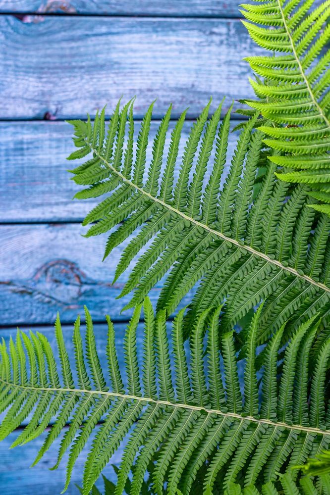 Photograph by Анна Бауэр-Корнева