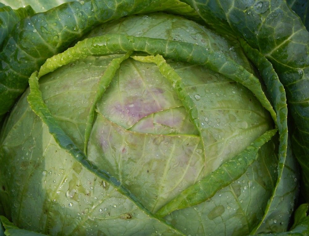 Photograph by Ирина Самойленко