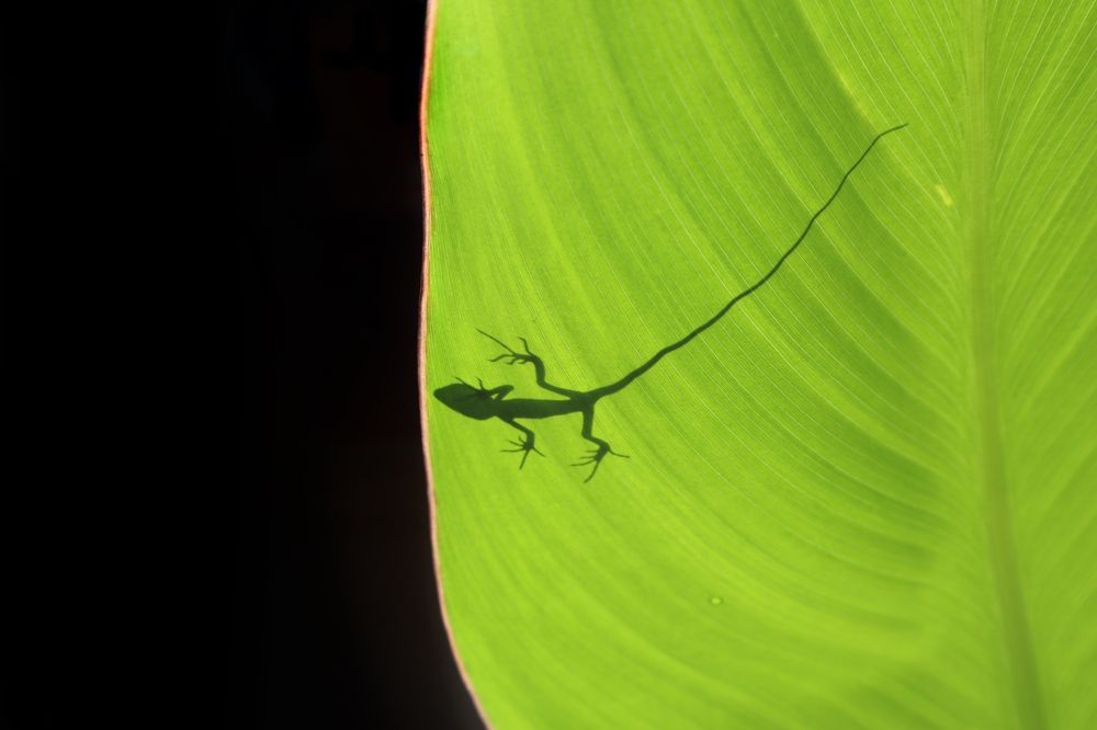 A lizard in a green leaf