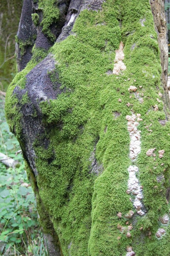 Photograph by Анна Авилочкина