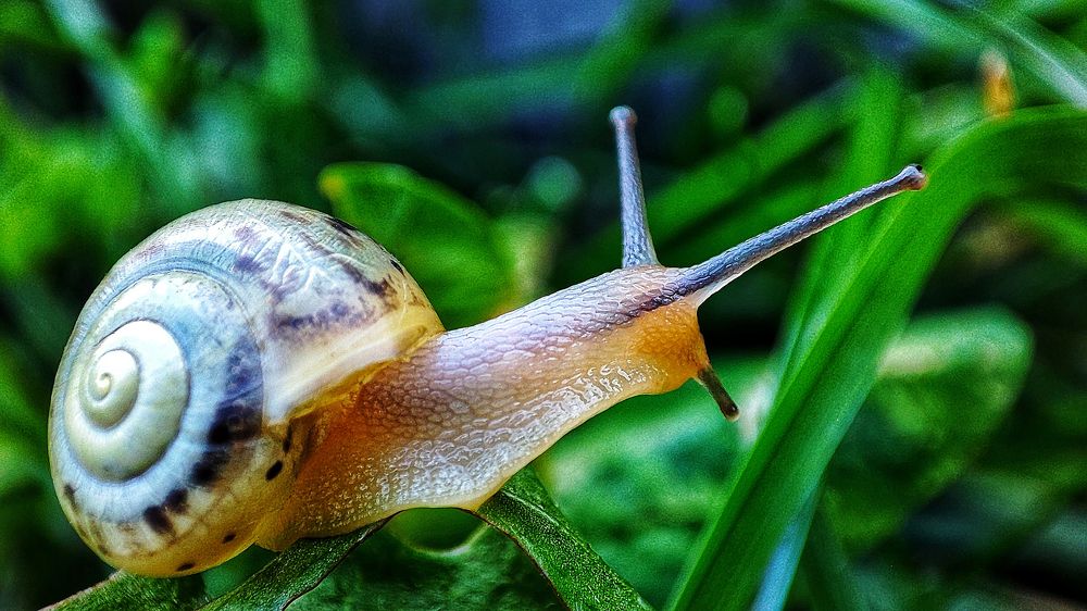 snail