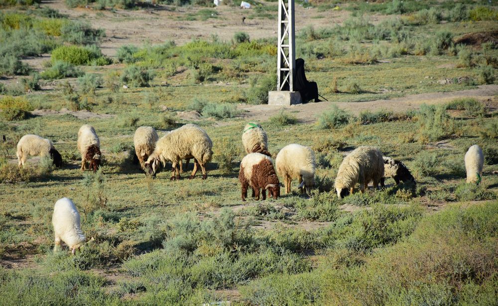 Photograph by Montadher AL-waeil