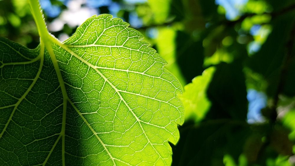 Photograph by Mohammad Mahdi Khojasteh