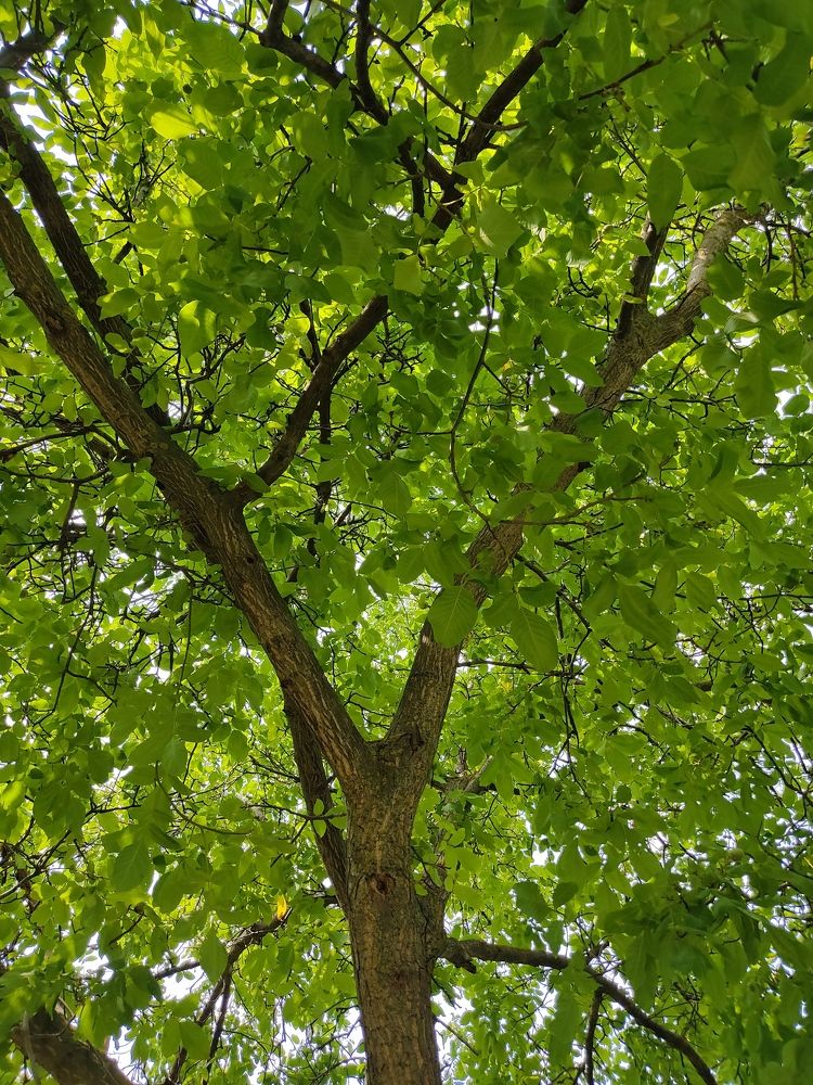 Дерево с листьями.