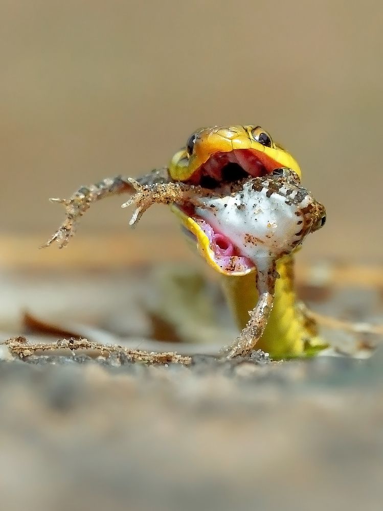 Photograph by Kalyan Acharya