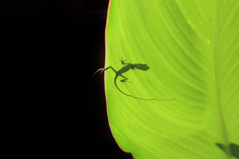 A lizard with his shadow in a green leaf