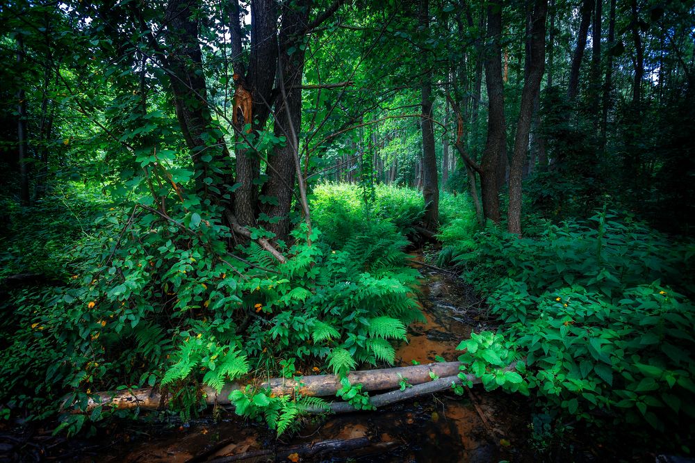 Photograph by Алексей Трифонов