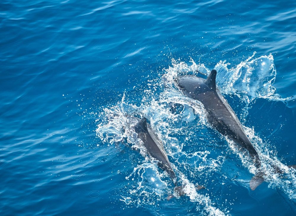 Dolphins jumping around the world