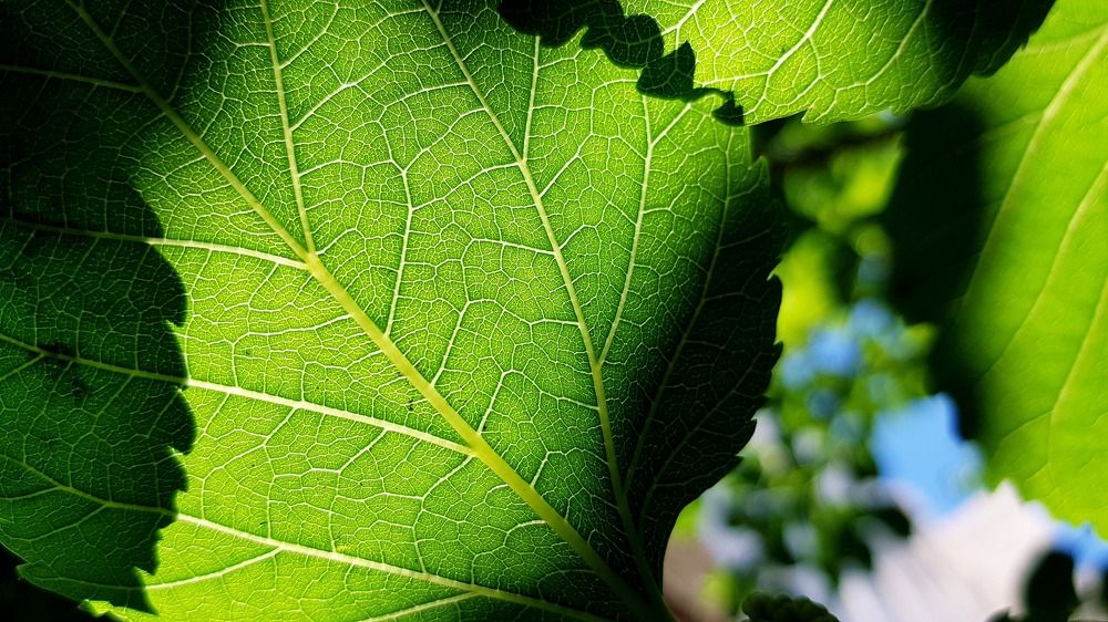 Photograph by Mohammad Mahdi Khojasteh