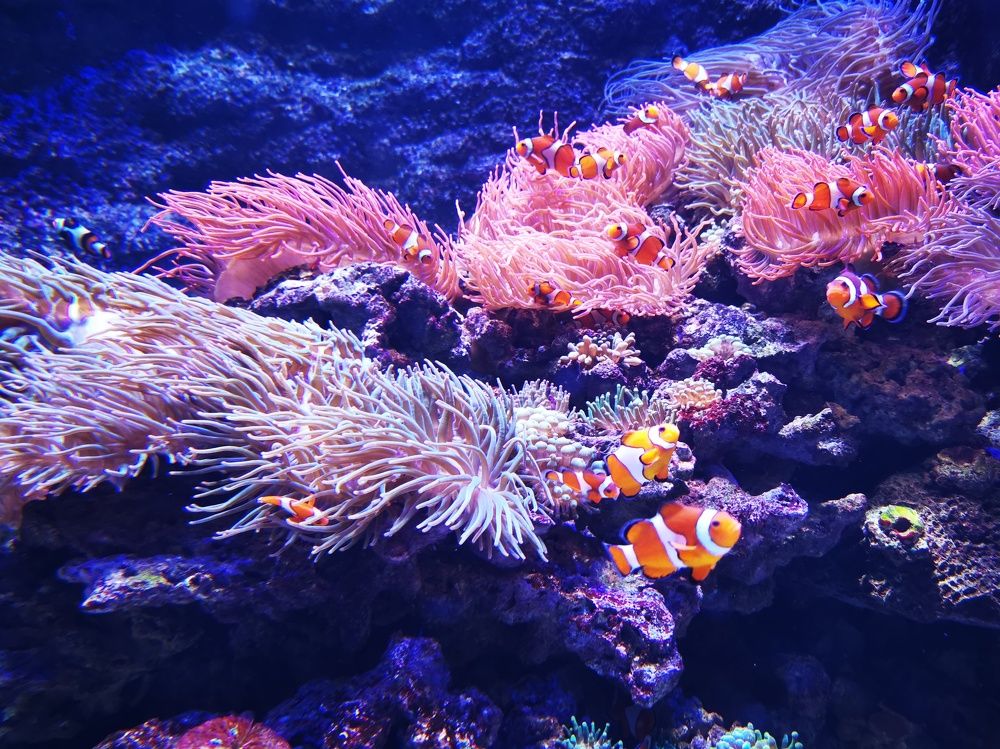 Photograph by Любовь Тарасюк