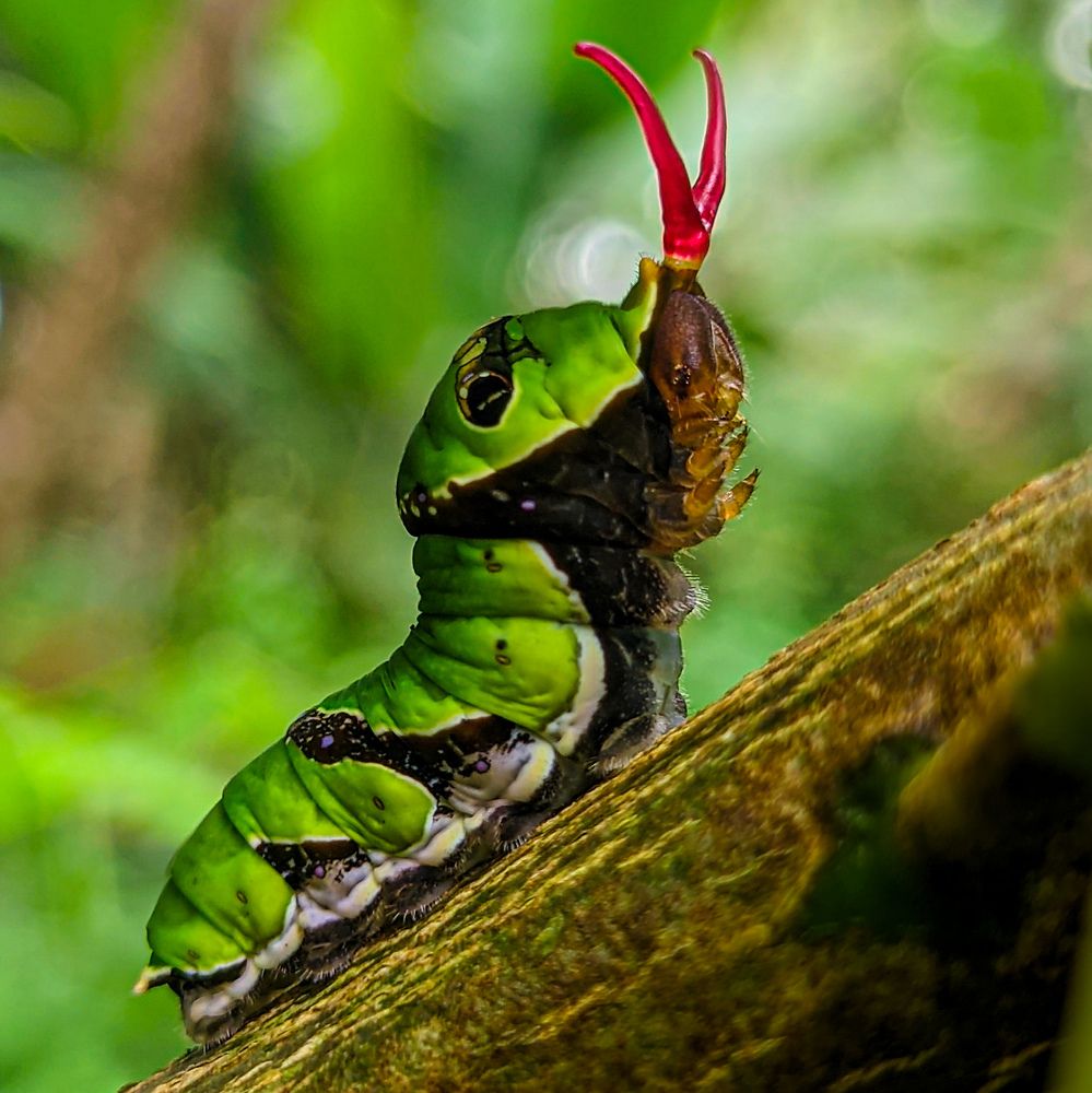 Caterpillar ejecting its Osmeterium
