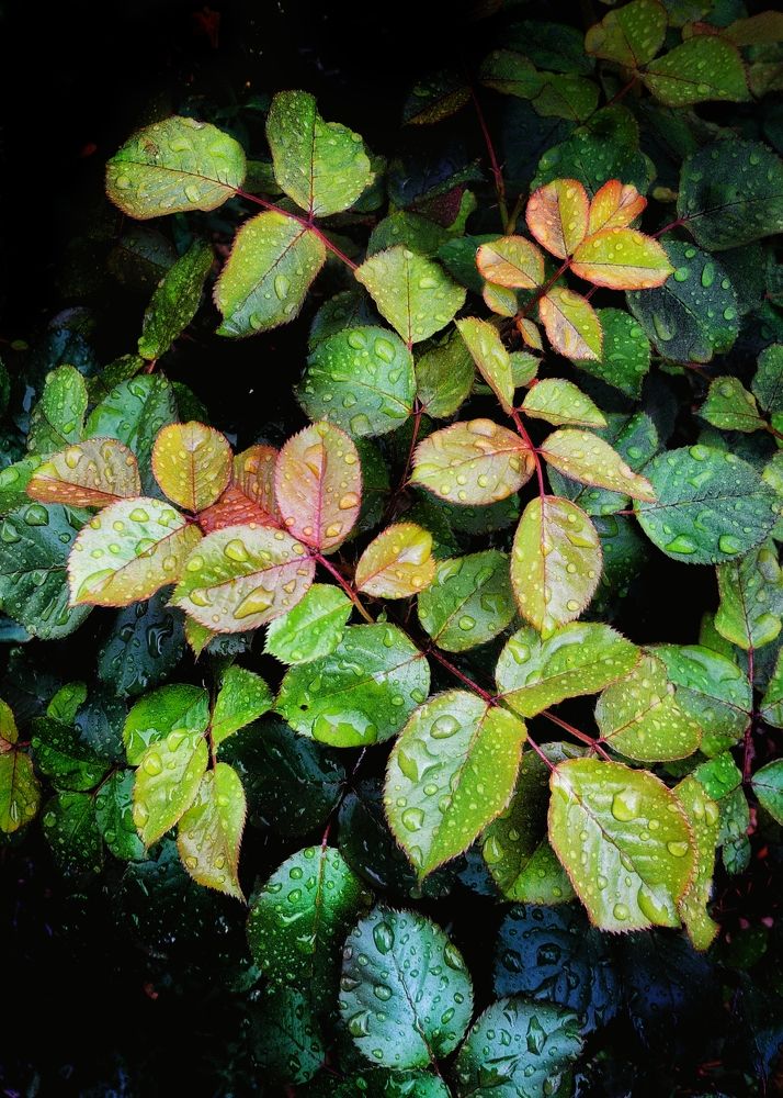 Photograph by Hossein Balouchestani asl