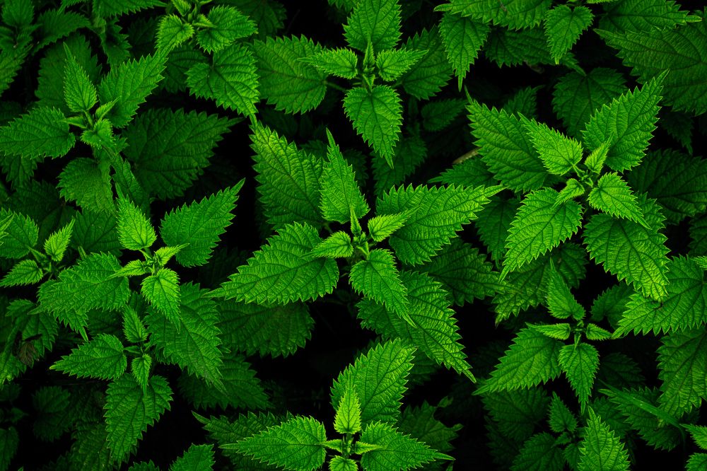 Photograph by Hossein Balouchestani asl