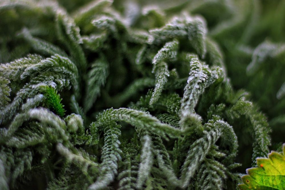 Photograph by Инна Карасева