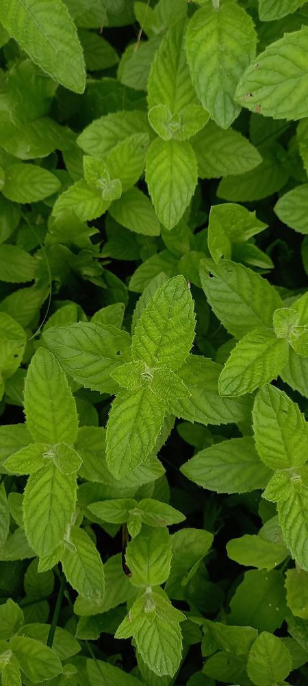 Photograph by Нигяр Бабаева