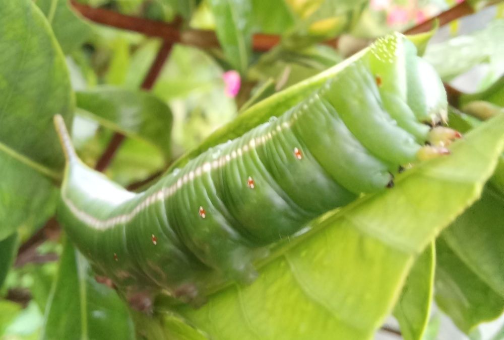 Photograph by Pujo Cahyono