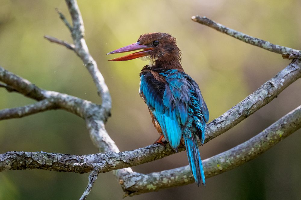 Photograph by Benny Chan