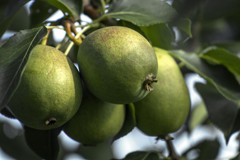 Photograph by Светлана Тарханова