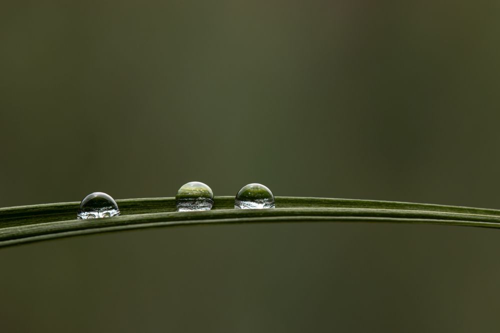 Drops