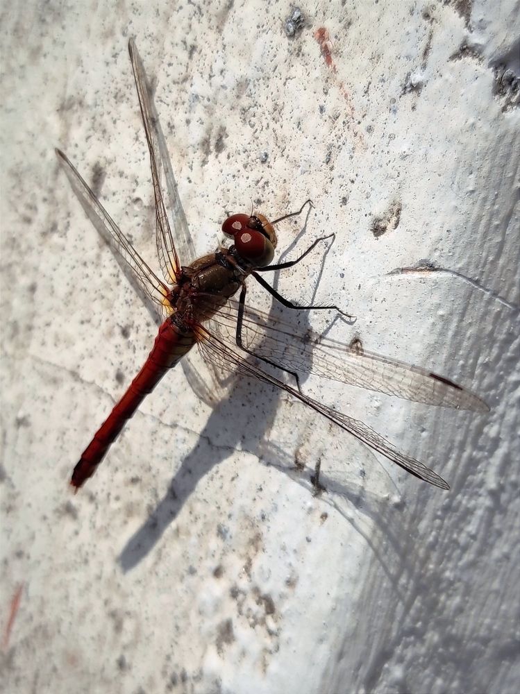 Photograph by Марина Хохрякова