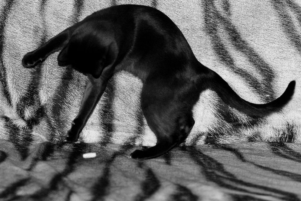 Фотография автора Надежда Лисицына