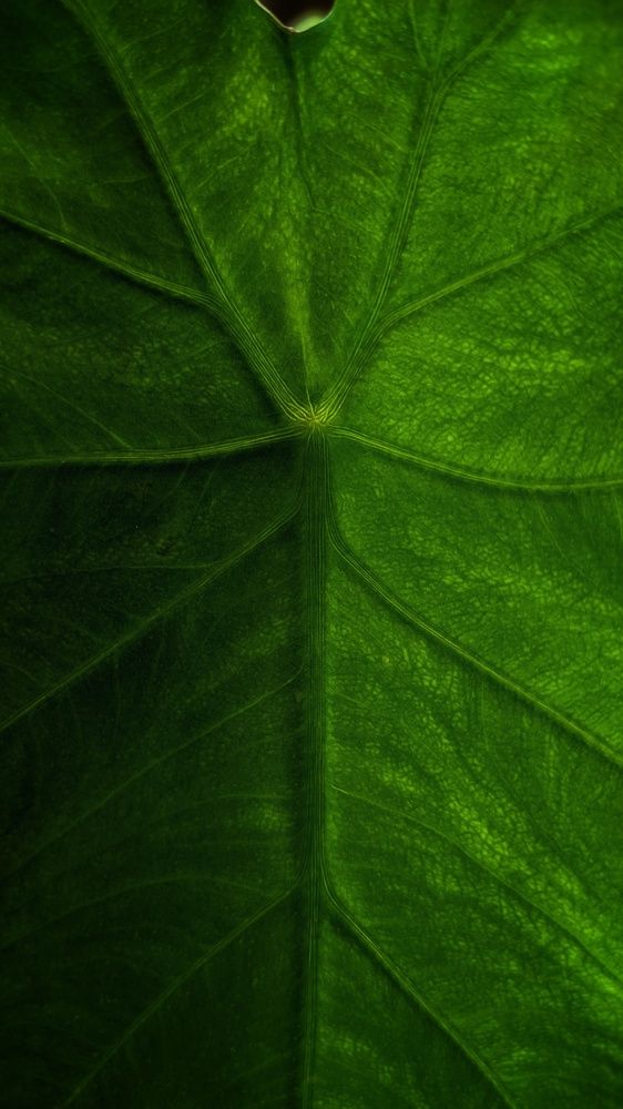 Photograph by Vijayakumar