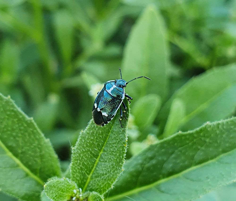 Живая природа