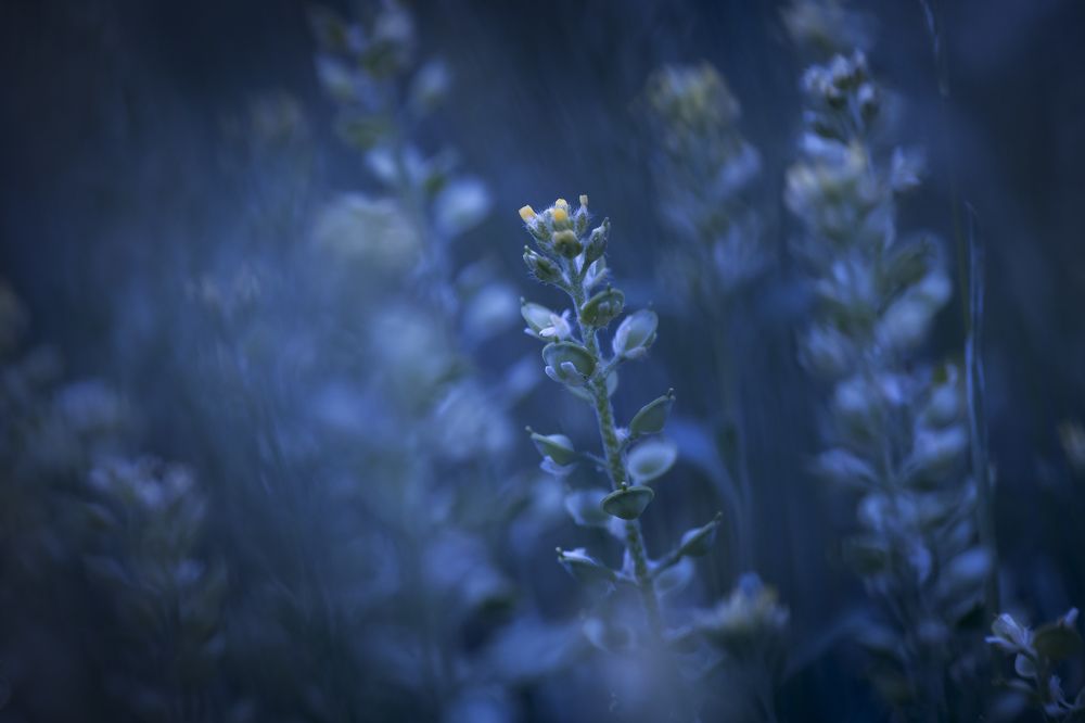 Тянется к свету