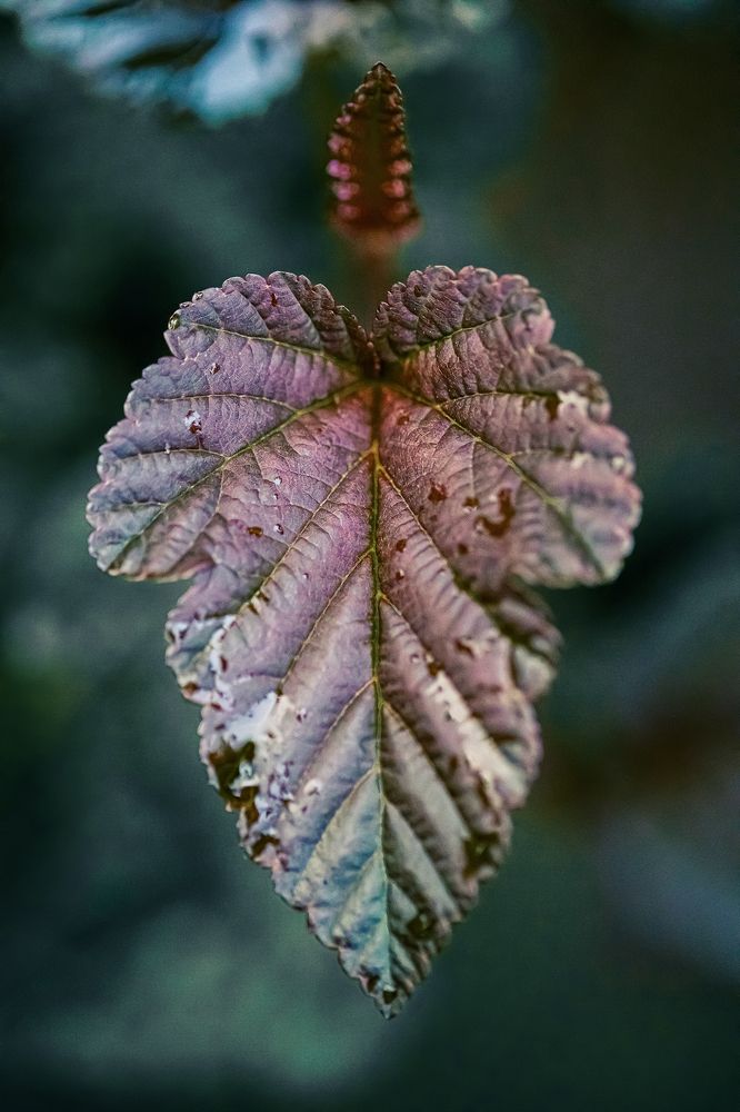 Photograph by Biryukova Anastasia