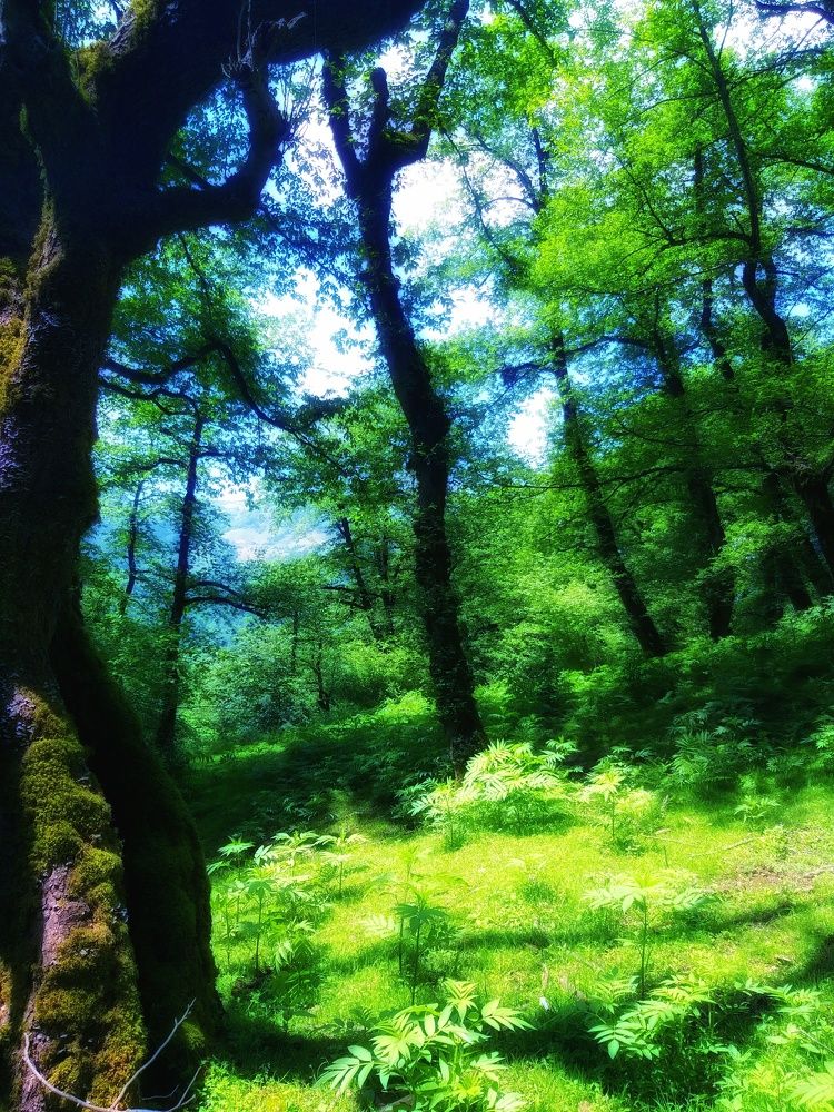 Beautiful forest trees