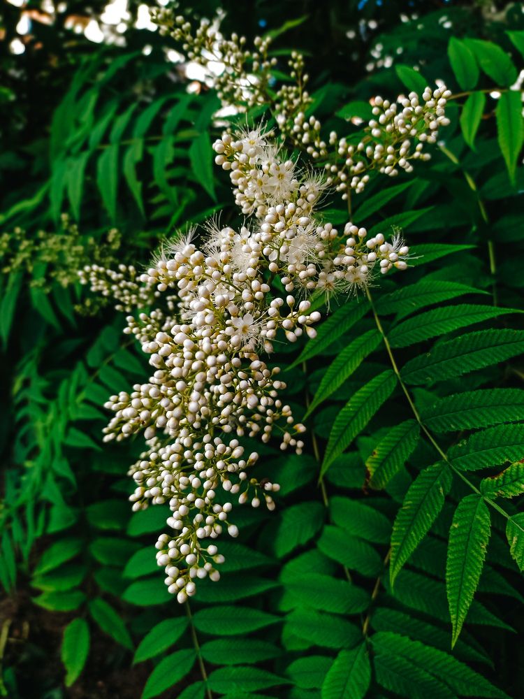 Фотография автора Julia Core