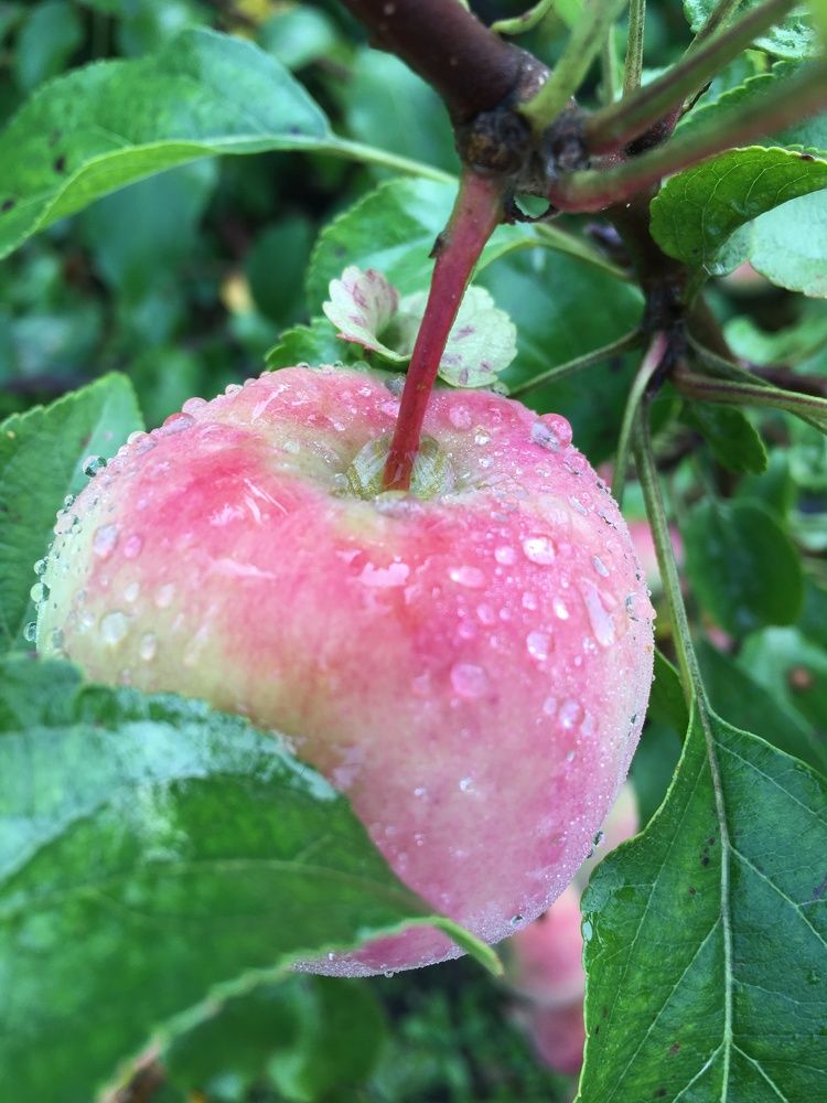 Photograph by Ирина Трембач