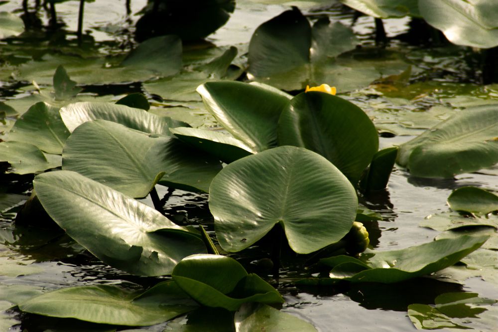 Photograph by Эльвира Халимулина